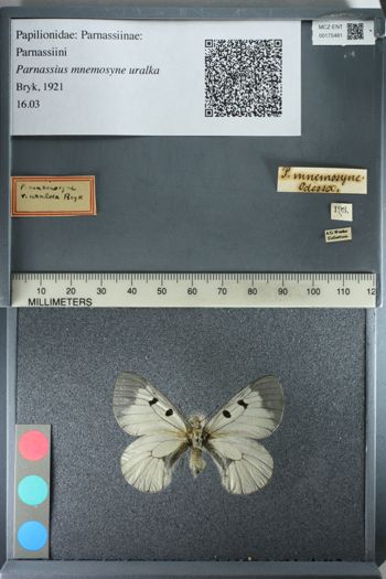 Media type: image;   Entomology 175481